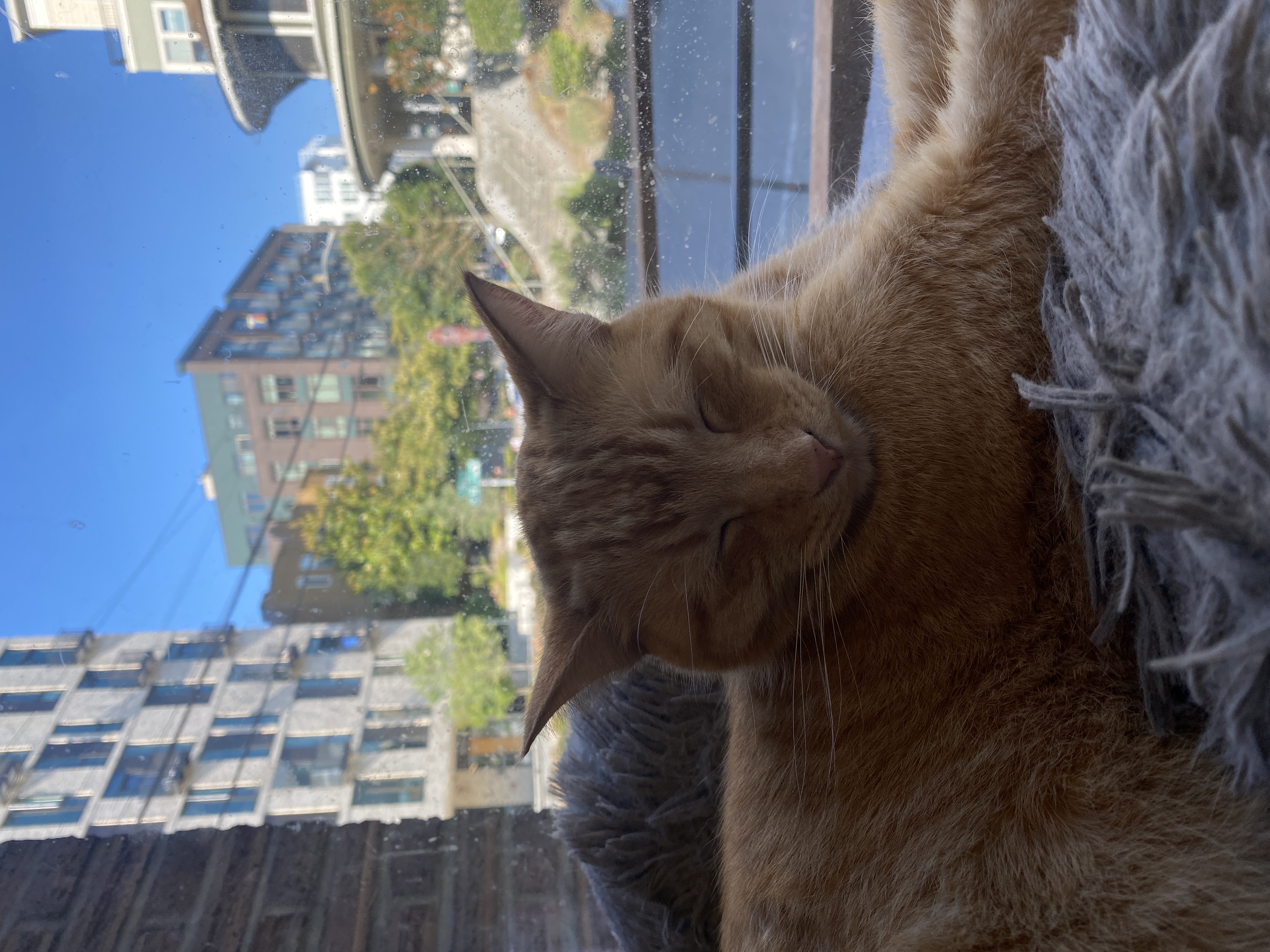 Cute Cat @ Cat Library